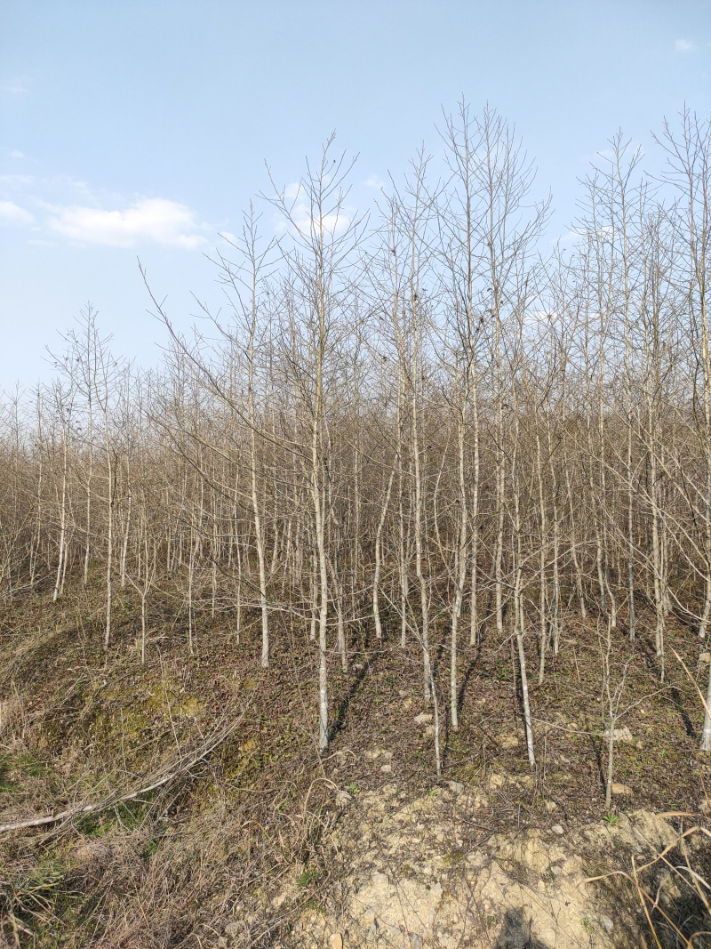 枫香树苗江西枫香树苗基地直发量大从优欢迎咨询