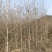 枫香树苗江西枫香树苗基地直发量大从优欢迎咨询