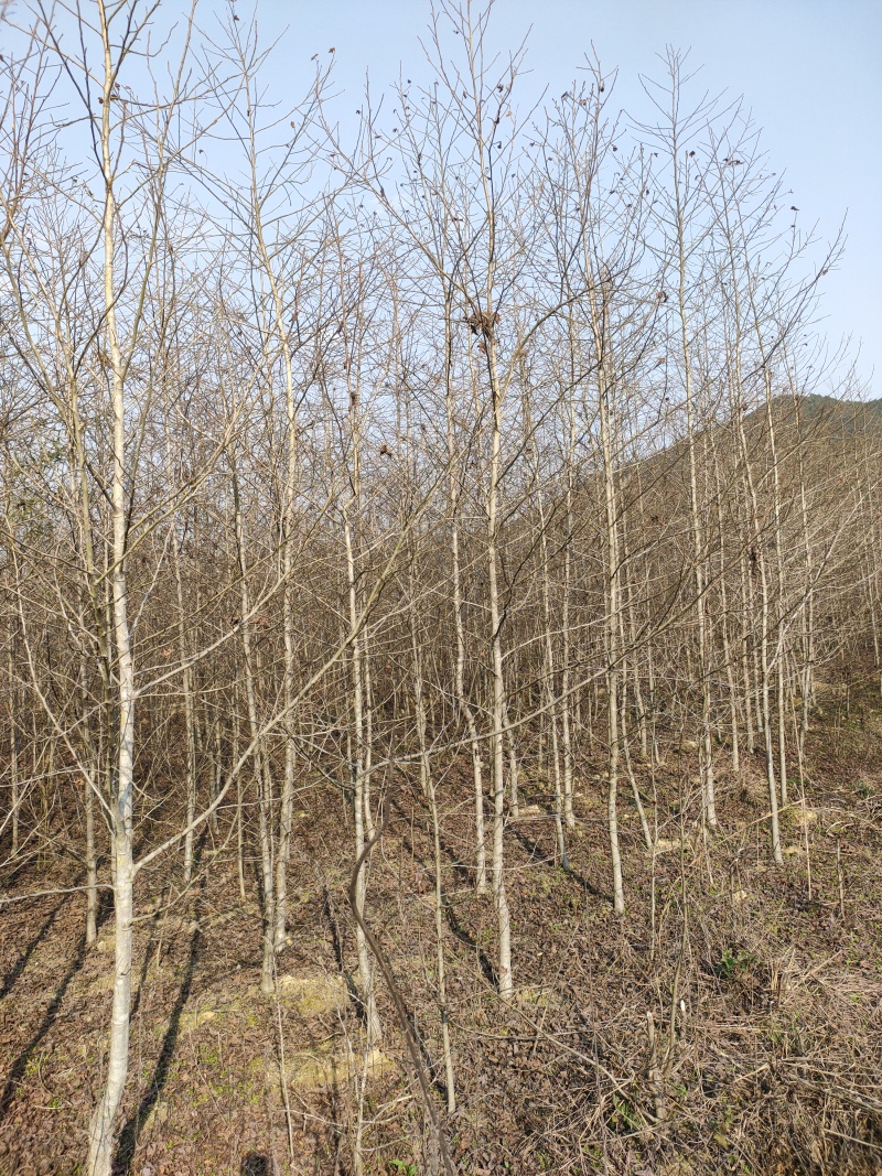 枫香树苗江西枫香树苗基地直发量大从优欢迎咨询