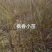 枫香树苗江西枫香树苗基地直发量大从优欢迎咨询