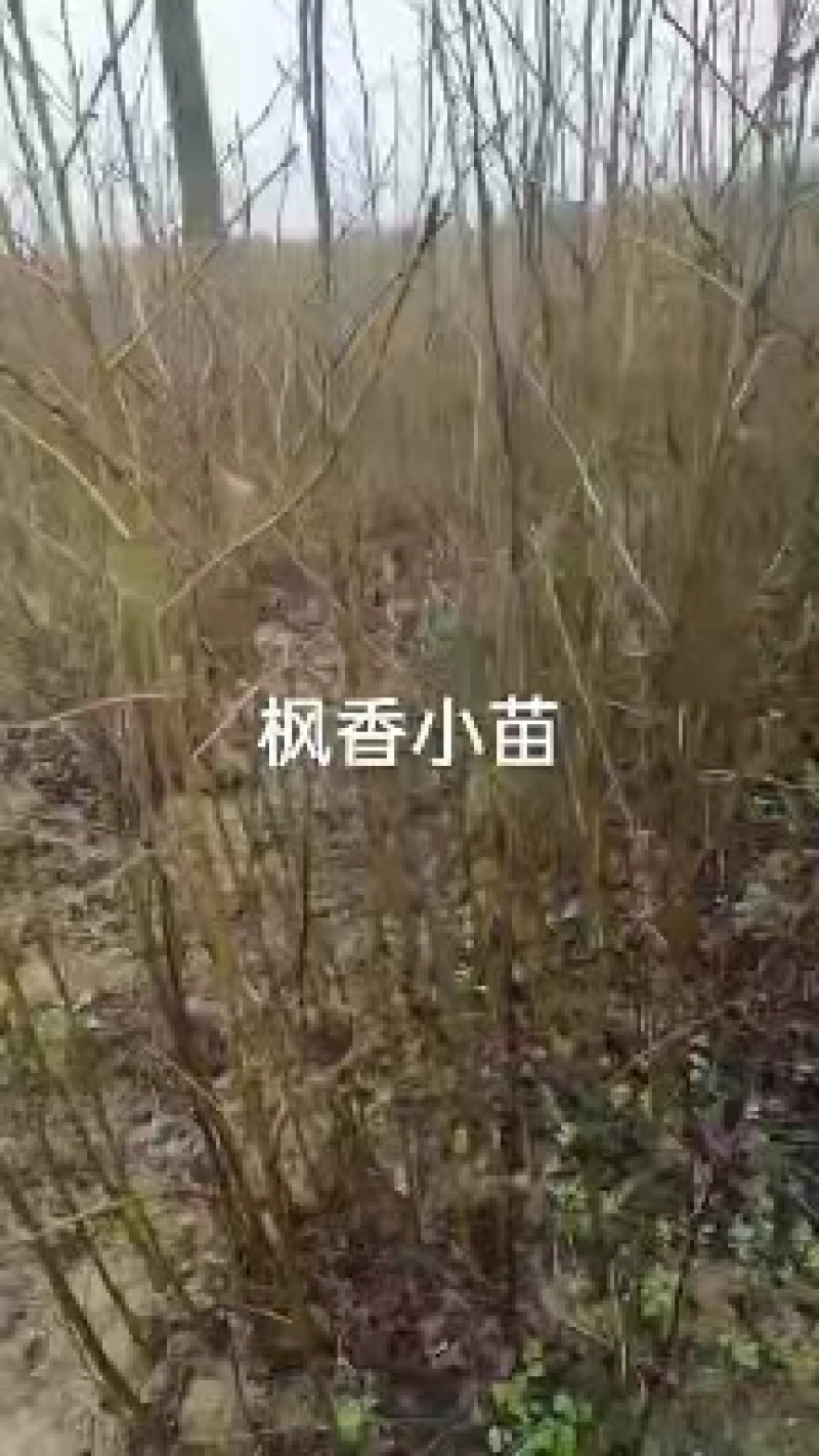 枫香树苗江西枫香树苗基地直发量大从优欢迎咨询