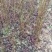 枫香树苗江西枫香树苗基地直发量大从优欢迎咨询