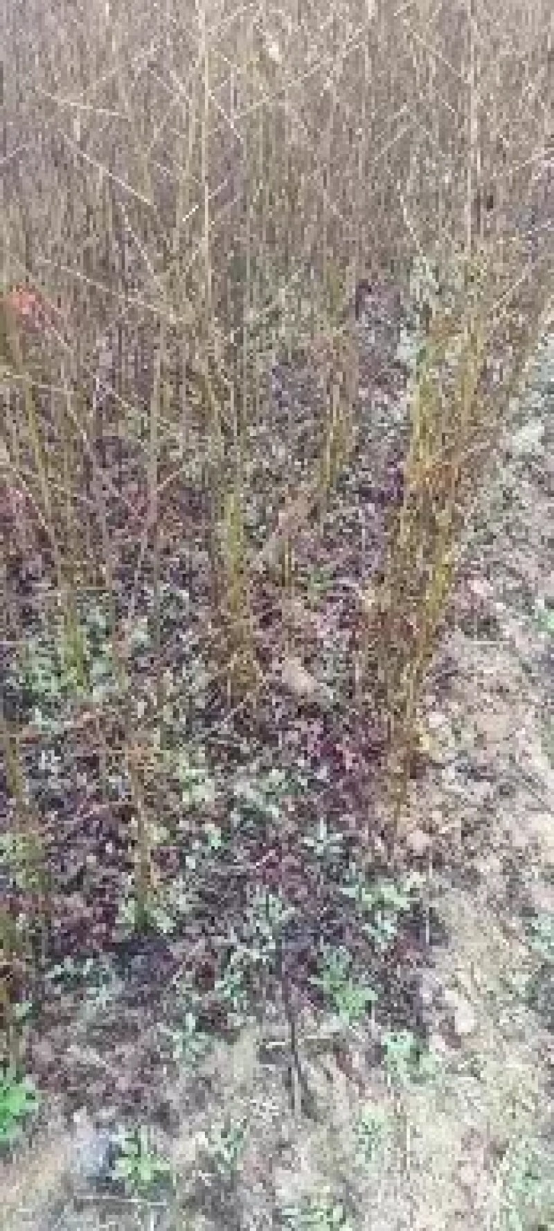 枫香树苗江西枫香树苗基地直发量大从优欢迎咨询