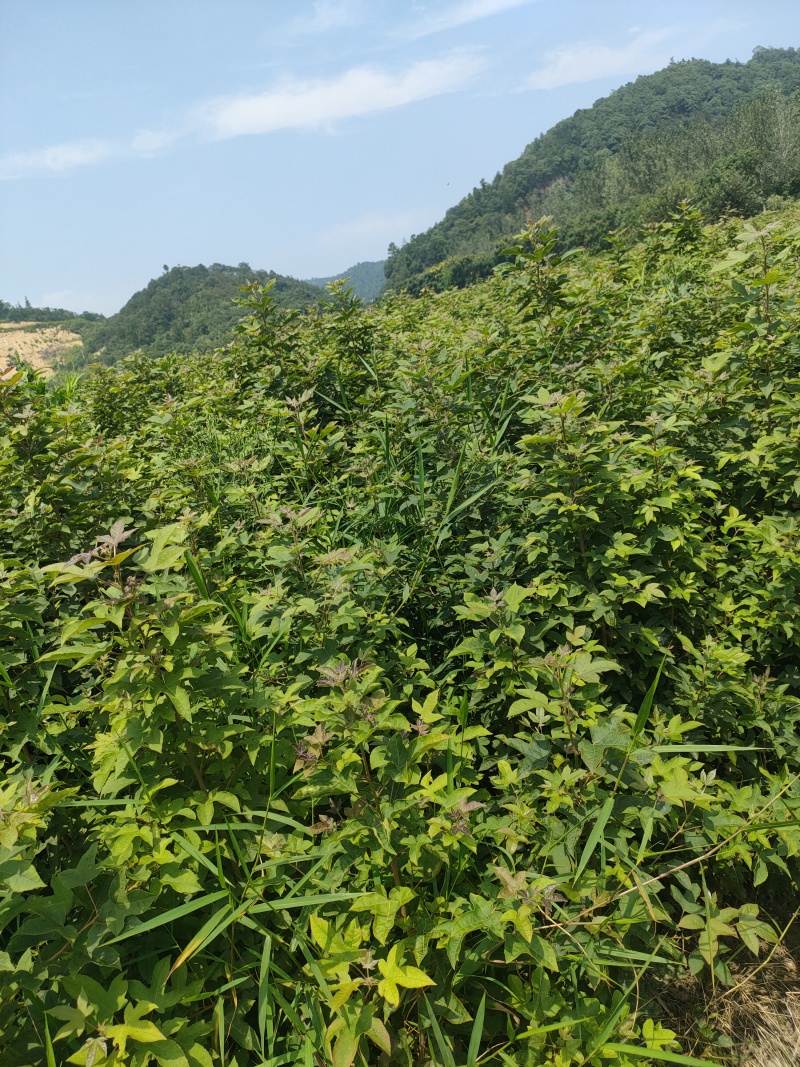 枫香树苗江西枫香树苗基地直发量大从优欢迎咨询