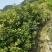 枫香树苗江西枫香树苗基地直发量大从优欢迎咨询