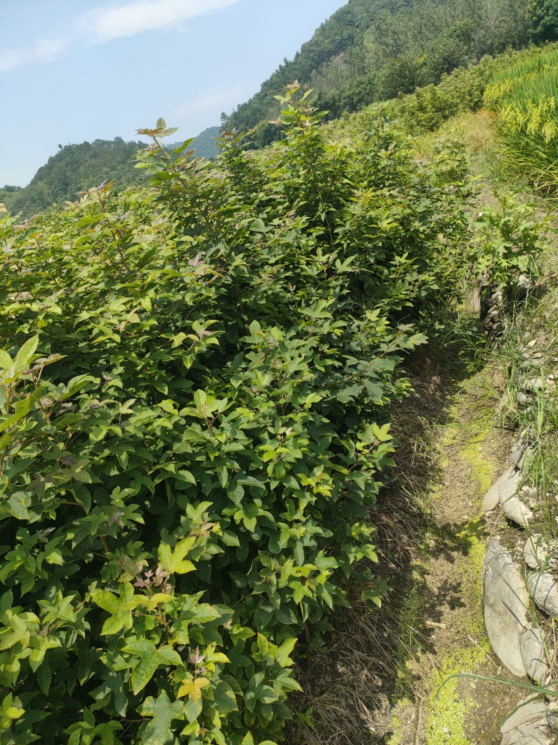 枫香树苗江西枫香树苗基地直发量大从优欢迎咨询