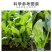 菠菜猛长快又壮专用绿叶壮苗促根壮棵增产增收水溶肥