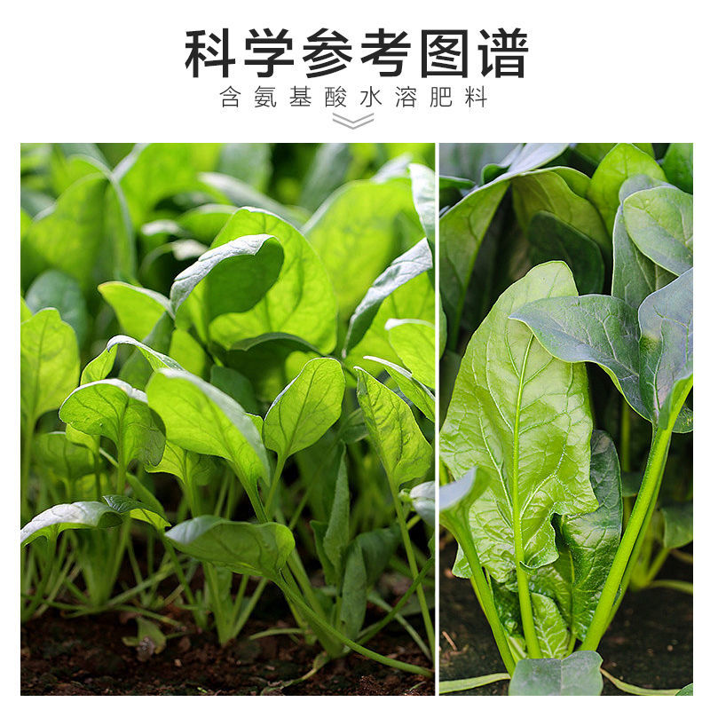 菠菜猛长快又壮专用绿叶壮苗促根壮棵增产增收水溶肥