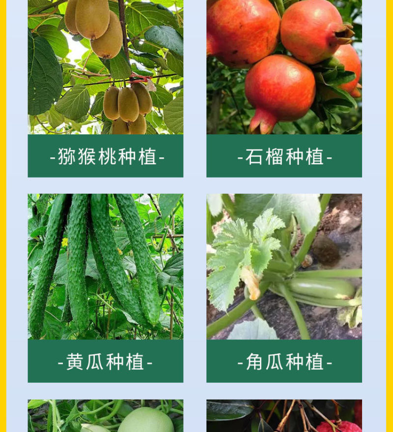 大果壹圈促细胞分裂防裂果膨大果实提糖增甜着色促红叶面肥