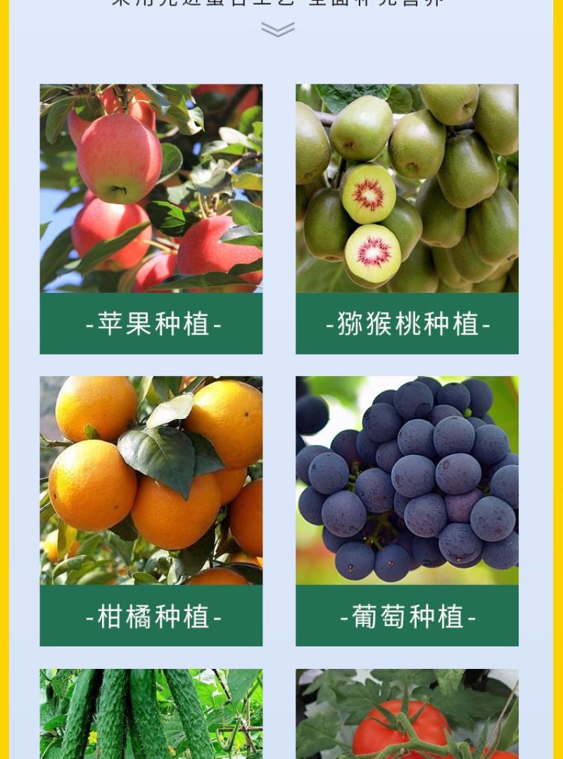 大果壹圈促细胞分裂防裂果膨大果实提糖增甜着色促红叶面肥