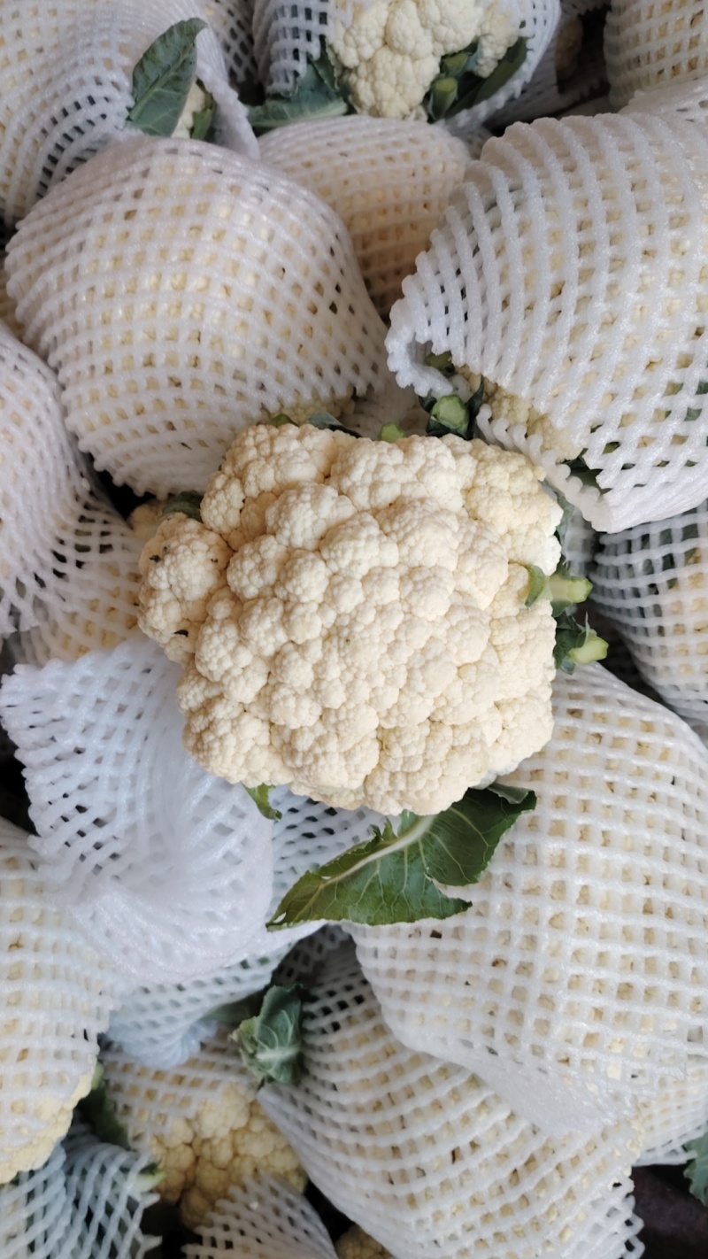 花菜松花菜河南开封发货一手货源全国发货