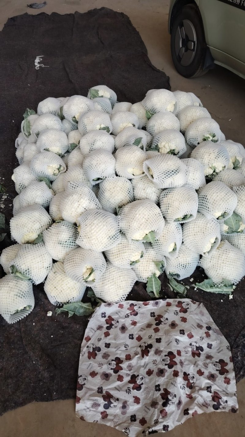 花菜松花菜河南开封发货一手货源全国发货