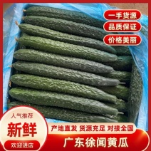 黄瓜密刺黄瓜广东徐闻黄瓜现摘现发对接全国市场等