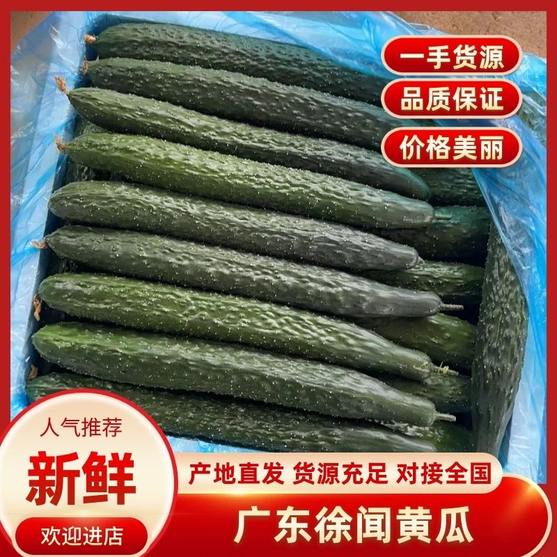 黄瓜密刺黄瓜广东徐闻黄瓜现摘现发对接全国市场等