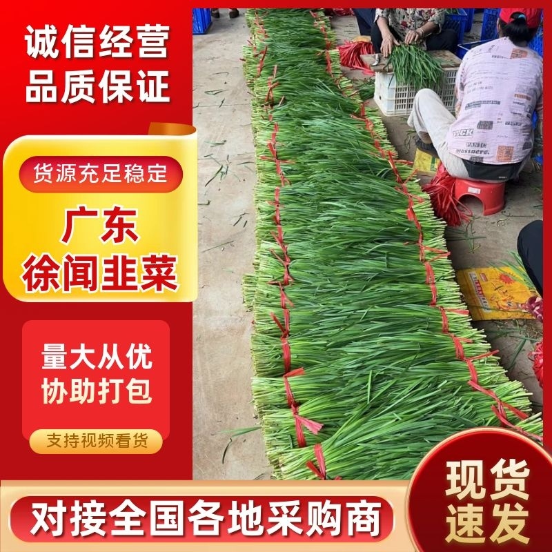 韭菜徐闻韭菜大量供应中产地一手货源品质保障量大优惠