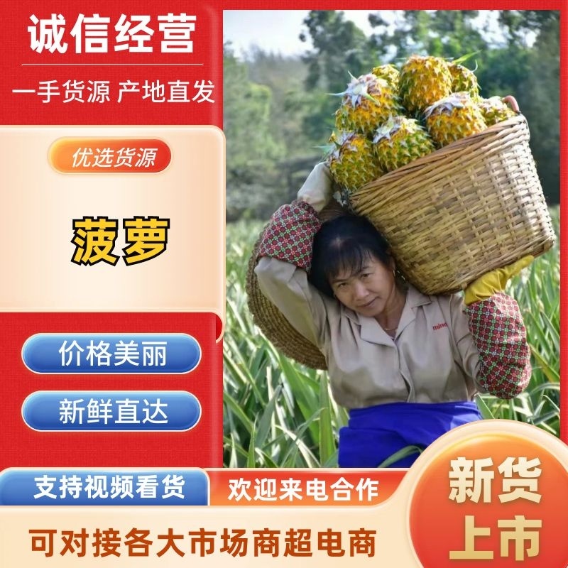 【现摘现发】广东菠萝徐闻菠萝甜度高饱满多汁欢迎电联