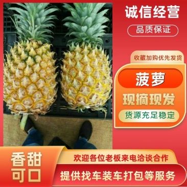 徐闻菠萝凤梨口感香甜肉质细腻产地代办欢迎参观