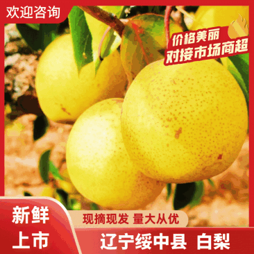 精品白梨，辽宁绥中白梨，现摘现发，质量保证欢迎咨询合作