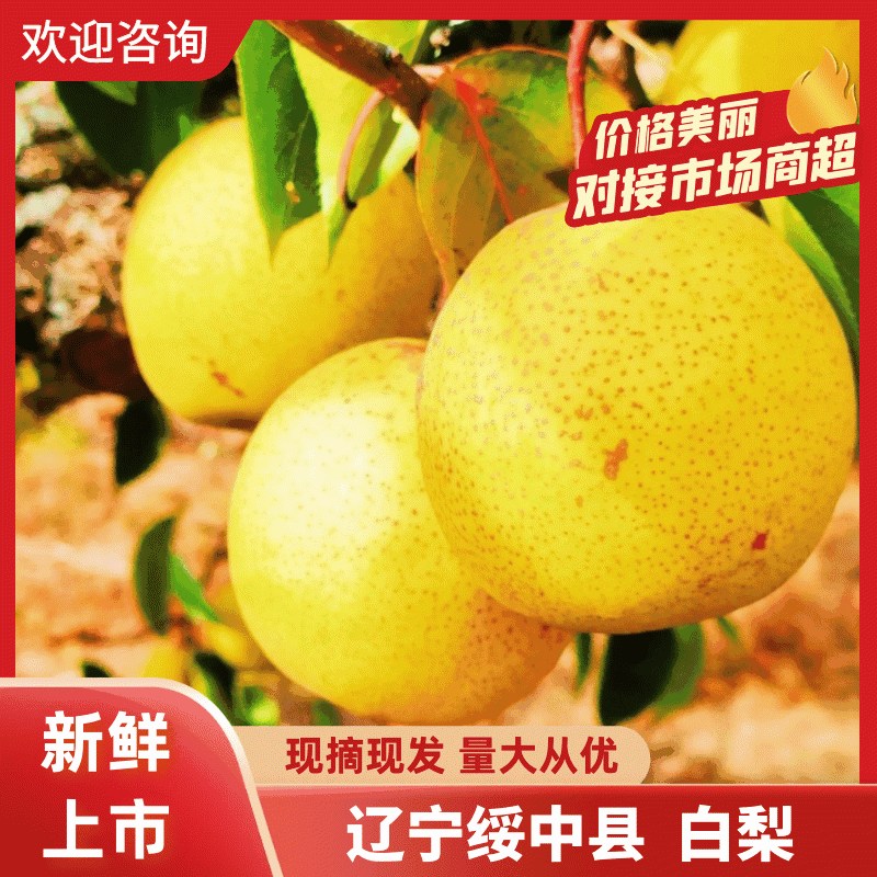 精品白梨，辽宁绥中白梨，现摘现发，质量保证欢迎咨询合作