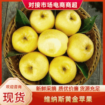 【热卖】维纳斯黄金苹果辽宁苹果产地专业代办代发代存一条龙