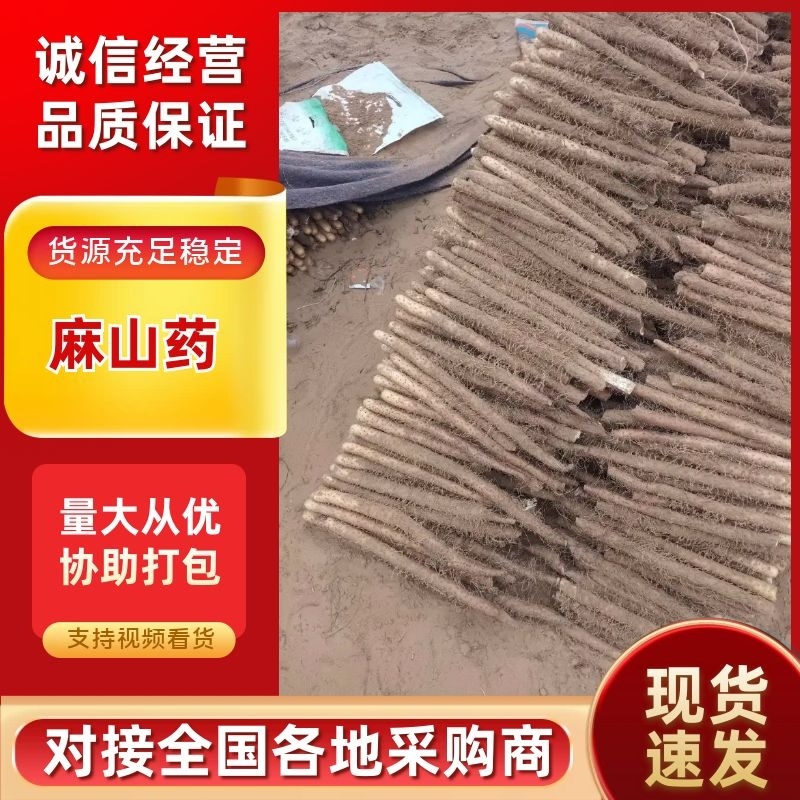 麻山药，电商货，超市货，市场档口，产地直发，全规格现货，
