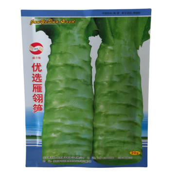 莴笋种子优选雁翎笋耐寒莴苣种子中熟品种