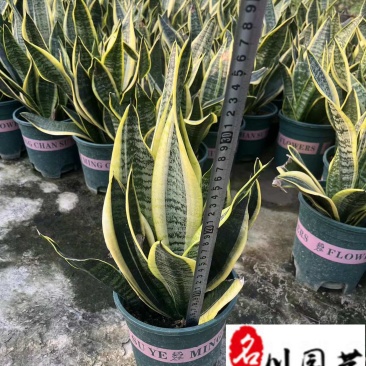虎皮兰杯苗批发成都虎皮兰苗圃基地直销规格多量大从优