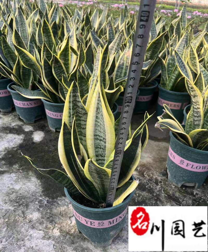 虎皮兰杯苗批发成都虎皮兰苗圃基地直销规格多量大从优