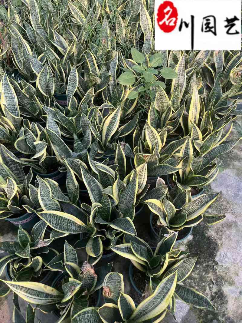 虎皮兰杯苗批发成都虎皮兰苗圃基地直销规格多量大从优