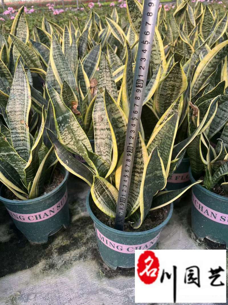 虎皮兰杯苗批发成都虎皮兰苗圃基地直销规格多量大从优