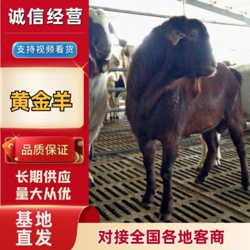 黄金羊黄羊繁殖母羊种公羊羊羔全国可发活体动物托运