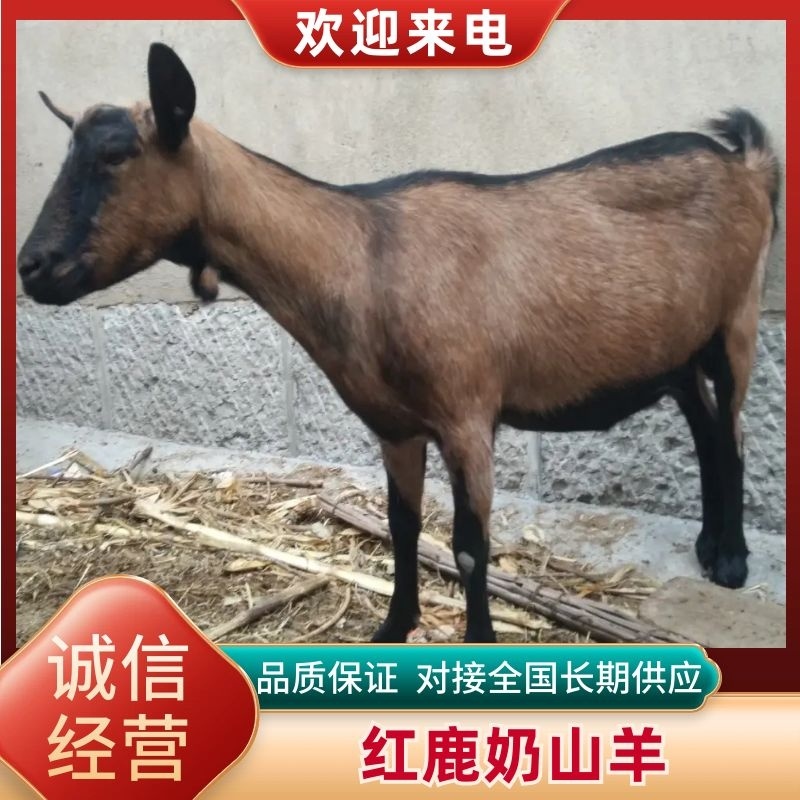 红鹿奶山羊奶汁甘甜花生露香口感好全国发货