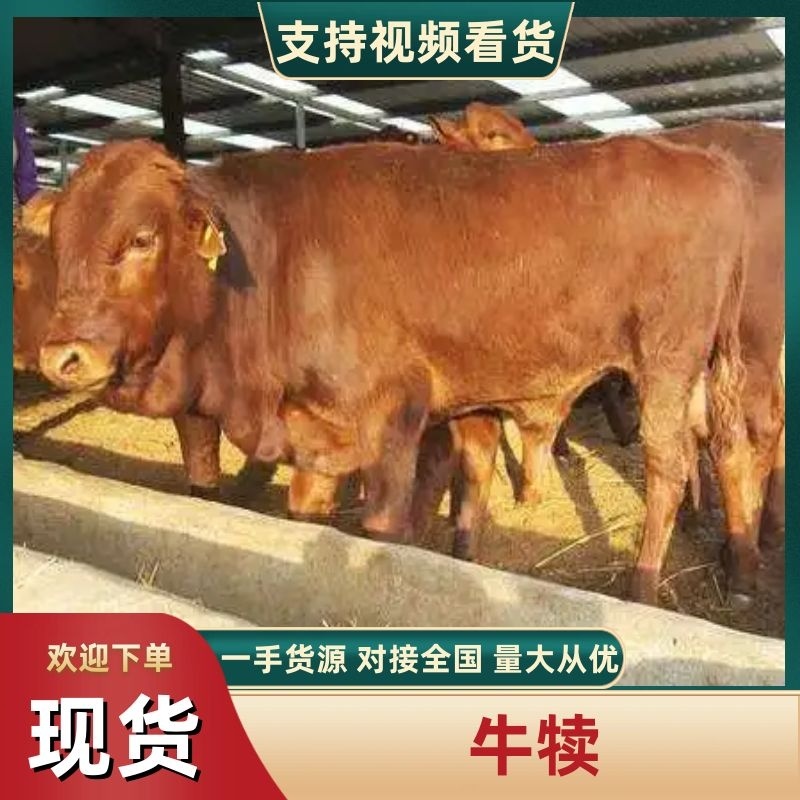 牛犊/西门塔尔牛利木赞牛鲁西黄牛牛犊产地直供！