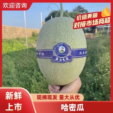精品哈密瓜大量出货青皮黄皮都有有需要的老板可以联系我