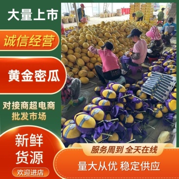 广西北海黄皮哈密瓜大量供应质量保证口感脆甜全国发货