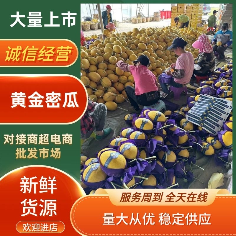 广西北海黄皮哈密瓜大量供应质量保证口感脆甜全国发货