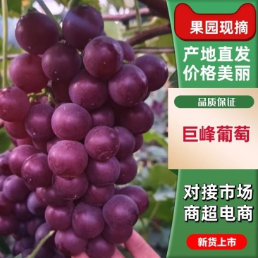 巨峰葡萄河北产区直发按质保量发货全国