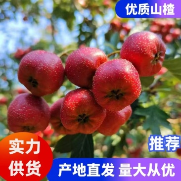 山楂山东大金星山楂产地直发提供一条龙服务欢迎咨询