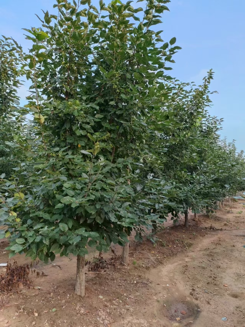 垂丝海棠各种大小规格都有都是现挖现发欢迎咨询