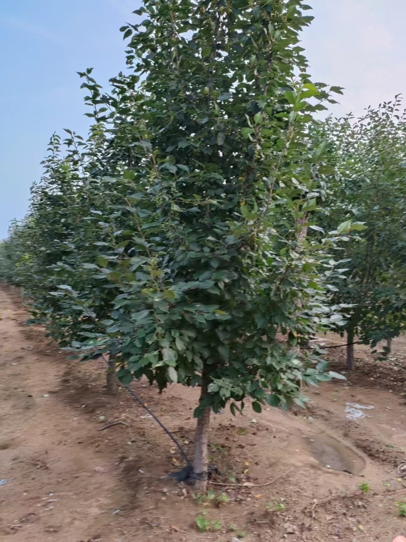垂丝海棠各种大小规格都有都是现挖现发欢迎咨询