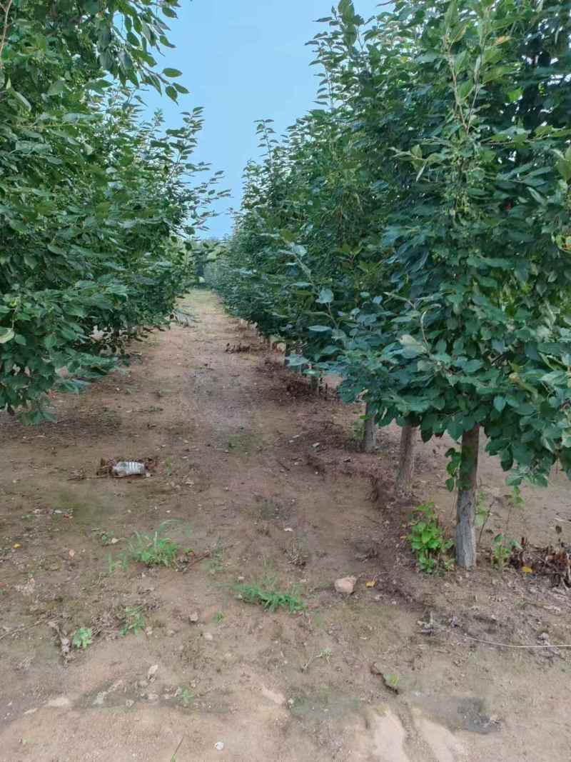 垂丝海棠各种大小规格都有都是现挖现发欢迎咨询