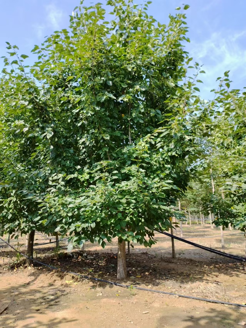 垂丝海棠各种大小规格都有都是现挖现发欢迎咨询