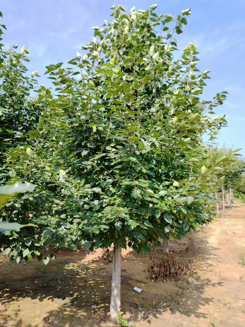 垂丝海棠各种大小规格都有都是现挖现发欢迎咨询