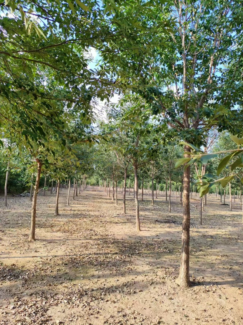 流苏树大小规格齐全现挖现发一手货源欢迎咨询