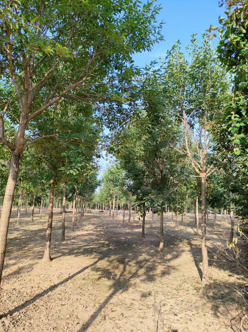 流苏树大小规格齐全现挖现发一手货源欢迎咨询