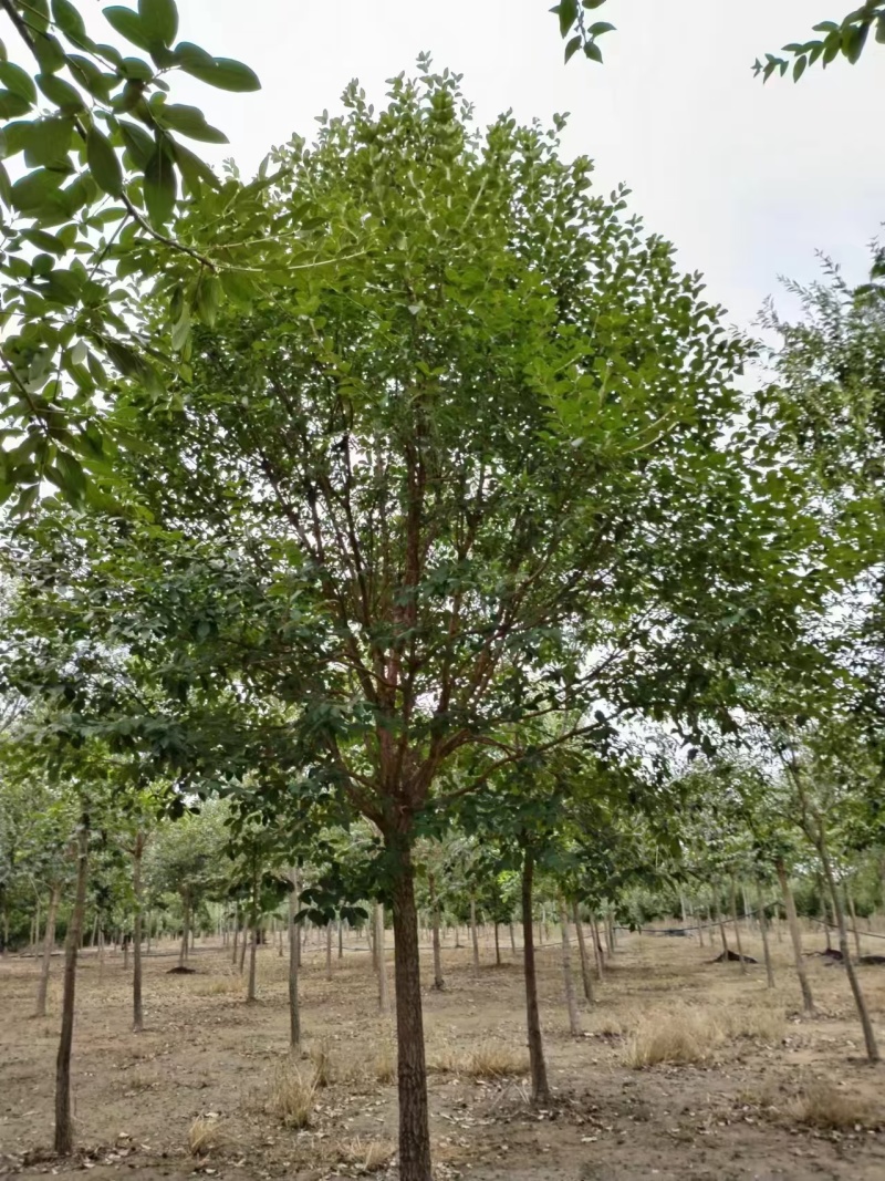 流苏树大小规格齐全现挖现发一手货源欢迎咨询
