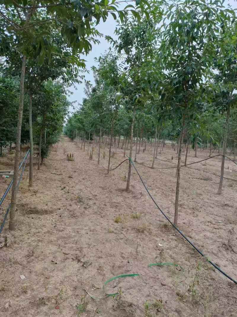 流苏树大小规格齐全现挖现发一手货源欢迎咨询