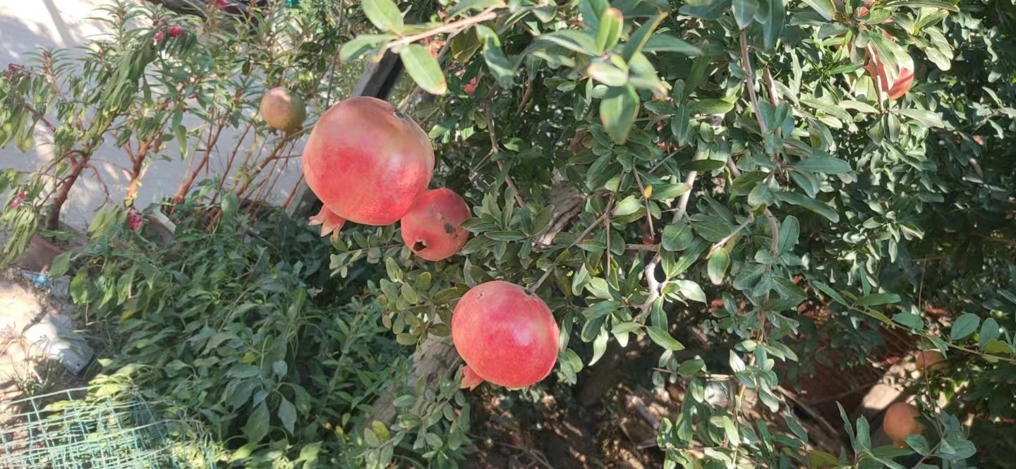 突尼斯软籽石榴树开花结果特写