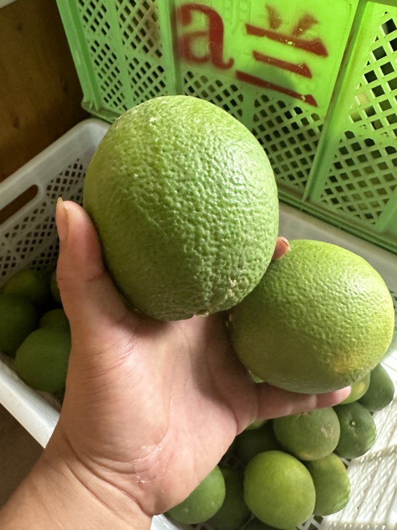 云南冰糖橙一件代发