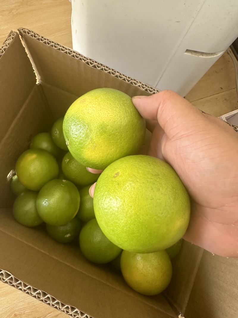 云南冰糖橙一件代发